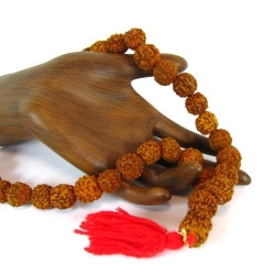Sacred Rudraksha